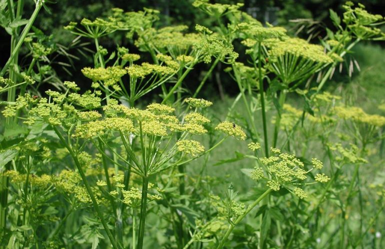 Plants to Avoid: Wild Parsnip