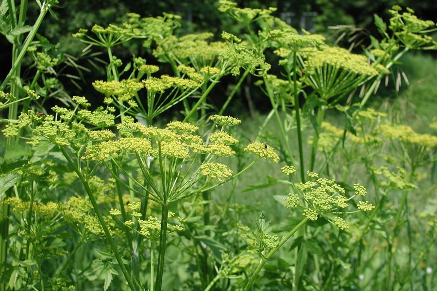 Plants wild parsnip main