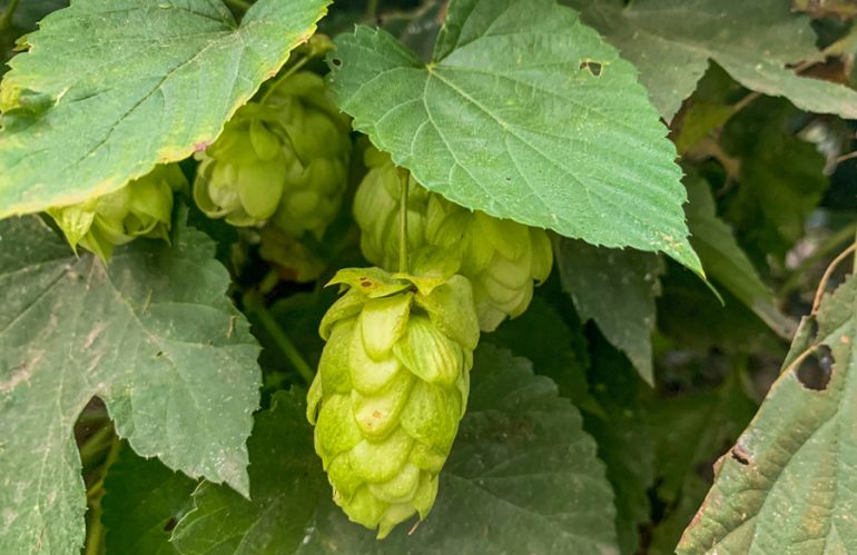 About Mature Hop Extract