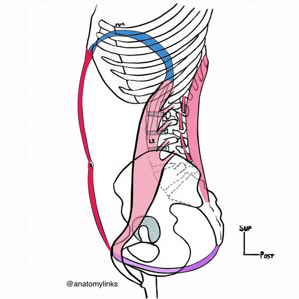Anatomylinks1