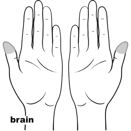 REFLEX Brain11