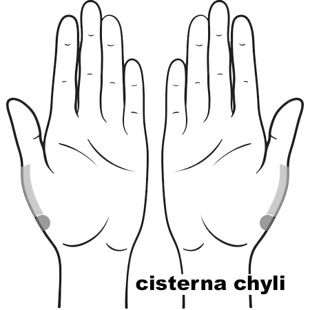 REFLEX Cisterna Chyli11