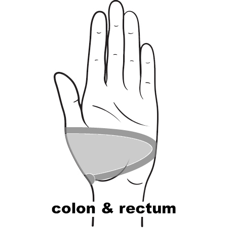 REFLEX ColonL11