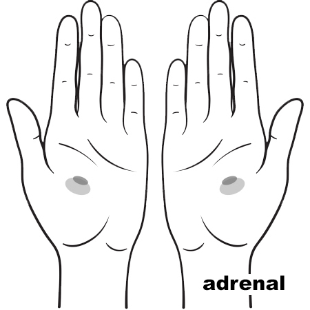 REFLEX Kidney Adrenal10