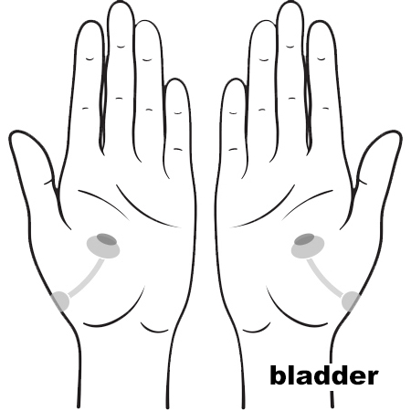 REFLEX Kidney Bladder10