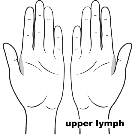 REFLEX Lymph Upper Palm11