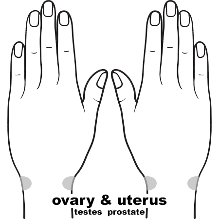 REFLEX Ovary11