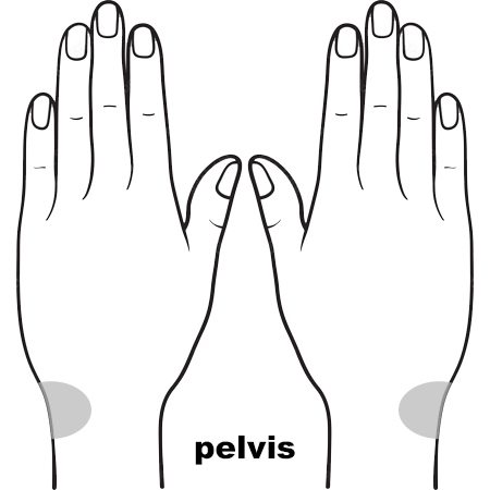 REFLEX Pelvis10