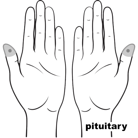 REFLEX Pituitary11